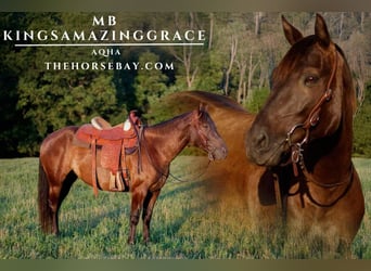 American Quarter Horse, Mare, 5 years, 14.1 hh, Black, in Seymour, MO American Quarter Horse, Mare, 5 years, 14.1 hh, Black, in Seymour, MO