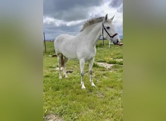 PRE Mix, Mare, 4 years, 16 hh, Grey, in Galaroza (Huelva) PRE Mix, Mare, 4 years, 16 hh, Grey, in Galaroza (Huelva)
