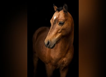 Classic Pony, Stallion, 12 years, 9.3 hh, Brown