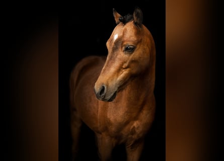 Classic Pony, Stallion, 12 years, 9.3 hh, Brown