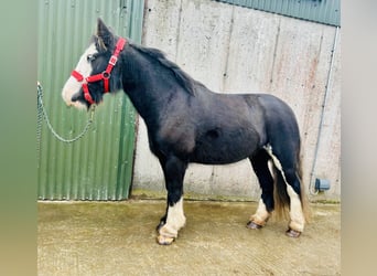 Cob, Mare, 6 years, 13.1 hh, Black Cob, Mare, 6 years, 13.1 hh, Black