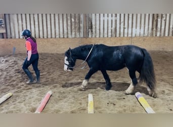 Cob, Mare, 6 years, 13.1 hh, Black Cob, Mare, 6 years, 13.1 hh, Black