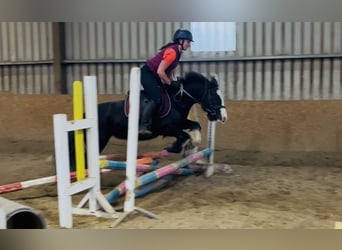Cob, Mare, 6 years, 13.1 hh, Black Cob, Mare, 6 years, 13.1 hh, Black