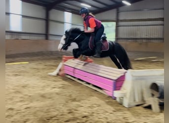 Cob, Mare, 6 years, 13.1 hh, Black Cob, Mare, 6 years, 13.1 hh, Black