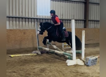 Cob, Mare, 6 years, 13.1 hh, Black Cob, Mare, 6 years, 13.1 hh, Black