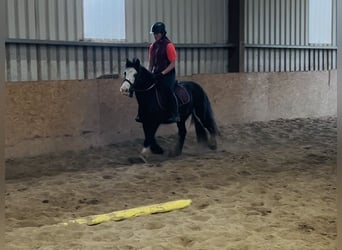 Cob, Mare, 6 years, 13.1 hh, Black Cob, Mare, 6 years, 13.1 hh, Black