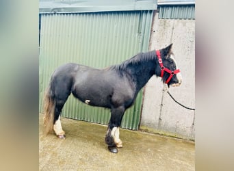 Cob, Mare, 6 years, 13.1 hh, Black Cob, Mare, 6 years, 13.1 hh, Black