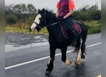 Cob, Mare, 6 years, 13.1 hh, Black Cob, Mare, 6 years, 13.1 hh, Black