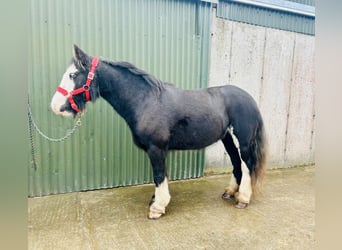 Cob, Mare, 6 years, 13.1 hh, Black Cob, Mare, 6 years, 13.1 hh, Black