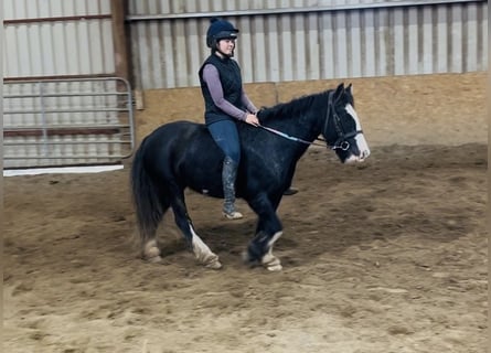 Cob, Mare, 6 years, 13.1 hh, Black