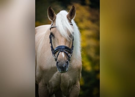Cruzado, Gelding, 5 years, 16.1 hh, Palomino