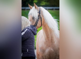 Cruzado, Gelding, 5 years, 16.1 hh, Palomino
