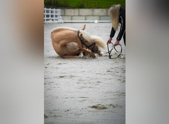 Cruzado, Gelding, 5 years, 16.1 hh, Palomino