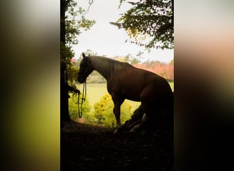 Cruzado, Gelding, 5 years, 16.1 hh, Palomino