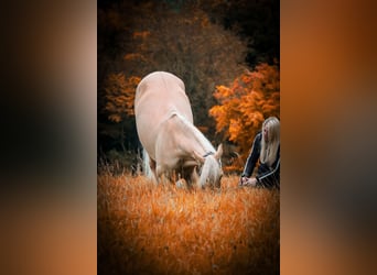 Cruzado, Gelding, 5 years, 16.1 hh, Palomino