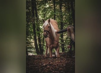 Cruzado, Gelding, 5 years, 16.1 hh, Palomino