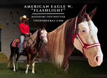 Missouri Foxtrotter, Gelding, 4 years, 14.1 hh, Sabino, in Freeburg, IL Missouri Foxtrotter, Gelding, 4 years, 14.1 hh, Sabino, in Freeburg, IL