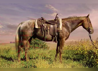 Appaloosa, Gelding, 6 years, 15 hh, Chestnut, in Battle Creek Appaloosa, Gelding, 6 years, 15 hh, Chestnut, in Battle Creek
