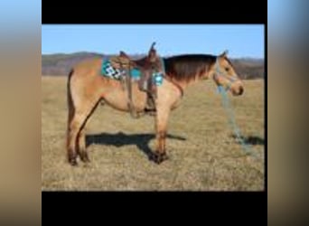 Danish Warmblood, Stallion, 10 years, 14 hh, Brown Falb mold
