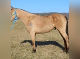 Danish Warmblood, Stallion, 10 years, 14 hh, Brown Falb mold