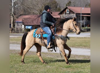 Danish Warmblood, Stallion, 10 years, 14 hh, Brown Falb mold