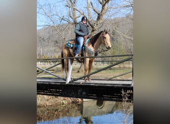 Danish Warmblood, Stallion, 10 years, 14 hh, Brown Falb mold