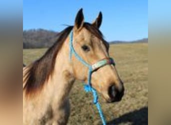 Danish Warmblood, Stallion, 10 years, 14 hh, Brown Falb mold