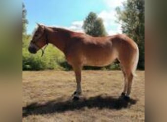 Danish Warmblood, Stallion, 10 years, 14 hh, Brown Falb mold