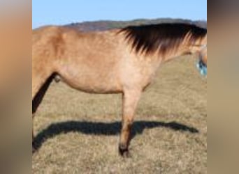 Danish Warmblood, Stallion, 10 years, 14 hh, Brown Falb mold