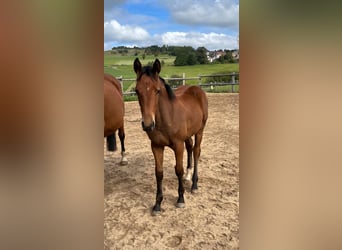 German Sport Horse, Mare, Foal (05/2025), 16.2 hh, Brown, in Geroldsgrün German Sport Horse, Mare, Foal (05/2025), 16.2 hh, Brown, in Geroldsgrün