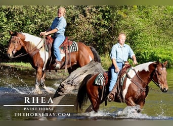 Paint Horse, Mare, 10 years, 15.1 hh, Bay, in Hesperia, MI Paint Horse, Mare, 10 years, 15.1 hh, Bay, in Hesperia, MI