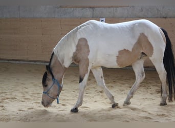 Paint Horse, Stallion, 10 years, 14.2 hh, Tobiano-all-colors