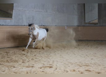 Paint Horse, Stallion, 10 years, 14.2 hh, Tobiano-all-colors