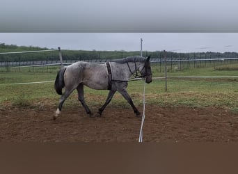 Draft Horse Mix, Mare, 6 years, 16 hh Draft Horse Mix, Mare, 6 years, 16 hh