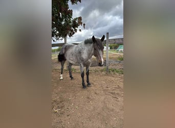 Draft Horse Mix, Mare, 6 years, 16 hh Draft Horse Mix, Mare, 6 years, 16 hh