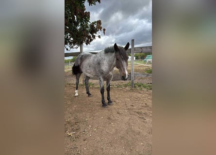 Draft Horse Mix, Mare, 6 years, 16 hh Draft Horse Mix, Mare, 6 years, 16 hh