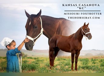 Missouri Foxtrotter, Gelding, 7 years, 14.3 hh, Chestnut, in Lamoni, IA Missouri Foxtrotter, Gelding, 7 years, 14.3 hh, Chestnut, in Lamoni, IA