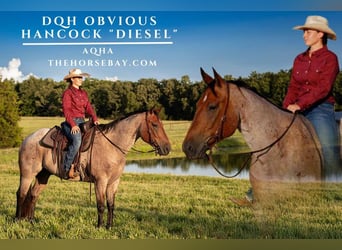 American Quarter Horse, Gelding, 7 years, 16 hh, Roan-Bay, in Seymour, MO American Quarter Horse, Gelding, 7 years, 16 hh, Roan-Bay, in Seymour, MO