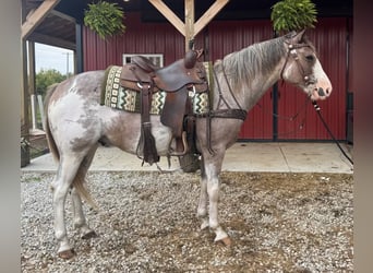 Paint Horse, Gelding, 5 years, 15.1 hh, Sabino, in Mantua Paint Horse, Gelding, 5 years, 15.1 hh, Sabino, in Mantua