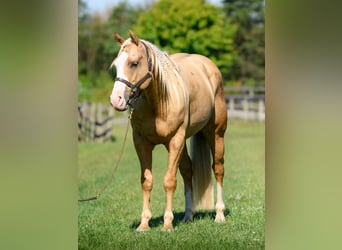 Paint Horse, Gelding, 5 years, 15 hh, Palomino, in Narvon Paint Horse, Gelding, 5 years, 15 hh, Palomino, in Narvon