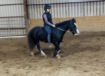 Cob, Mare, 6 years, 13.1 hh, Black, in Sligo Cob, Mare, 6 years, 13.1 hh, Black, in Sligo