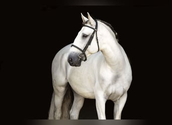 Lusitano, Gelding, 7 years, 16 hh, Grey, in Brighton, CO Lusitano, Gelding, 7 years, 16 hh, Grey, in Brighton, CO