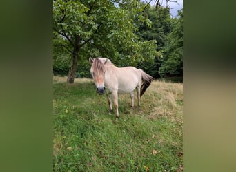 Fjord Horses, Mare, 6 years, 14.1 hh
