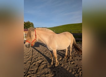 Fjord Horses, Mare, 6 years, 14.1 hh