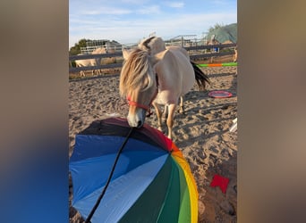 Fjord Horses, Mare, 6 years, 14.1 hh