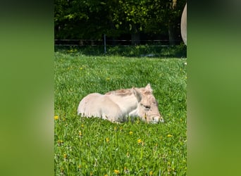 Fjord Horses, Mare, Foal (04/2025)
