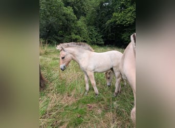 Fjord Horses, Mare, Foal (04/2025)