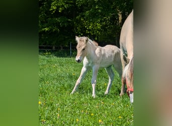 Fjord Horses, Mare, Foal (04/2025)