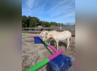 Fjord Horses, Mare, Foal (04/2025)