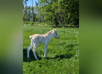 Fjord Horses, Mare, Foal (04/2025)